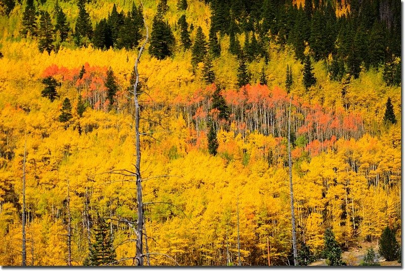 Fall colors, Guanella Pass, Colorado (7)