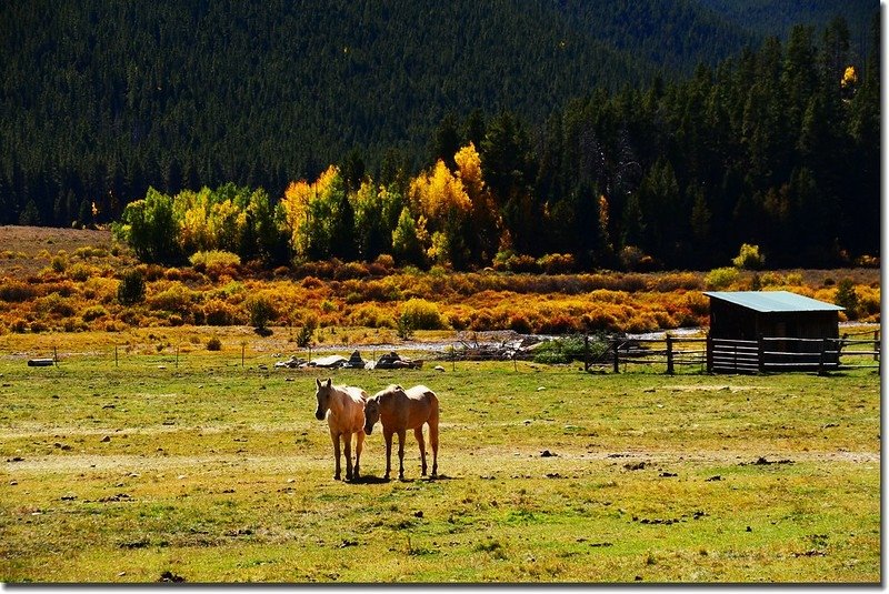 The pasture along Guanella Pass