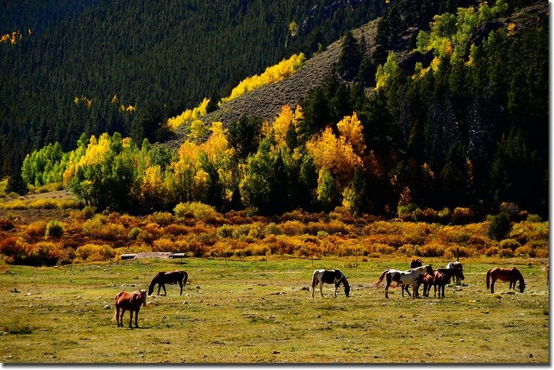 The pasture along Guanella Pass 1