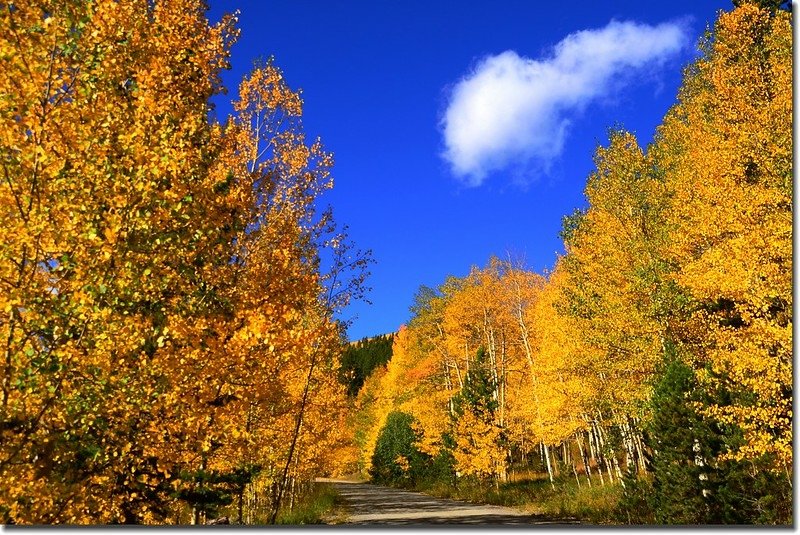 Fall colors, Mount Evans Scenic Byway, Colorado (19)