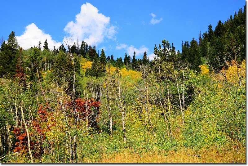 Aspen leaves are turning yellow 1