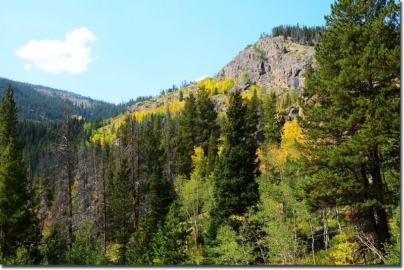 Aspen leaves are turning yellow 2