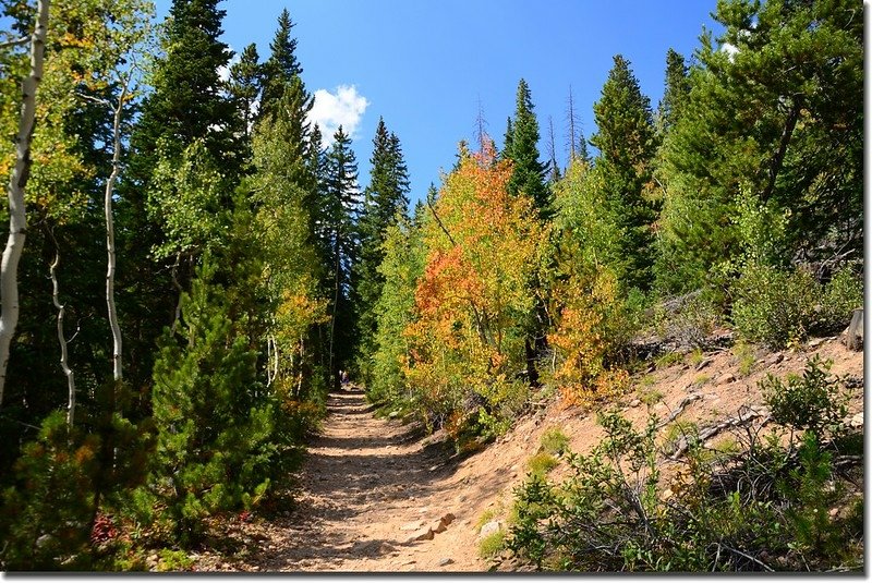 Aspen leaves are turning yellow 3