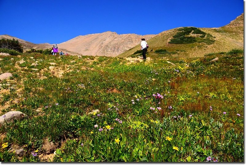 Wildflowers along the trail 1