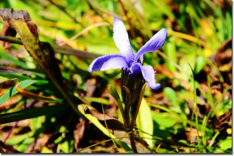 Fringed Gentian