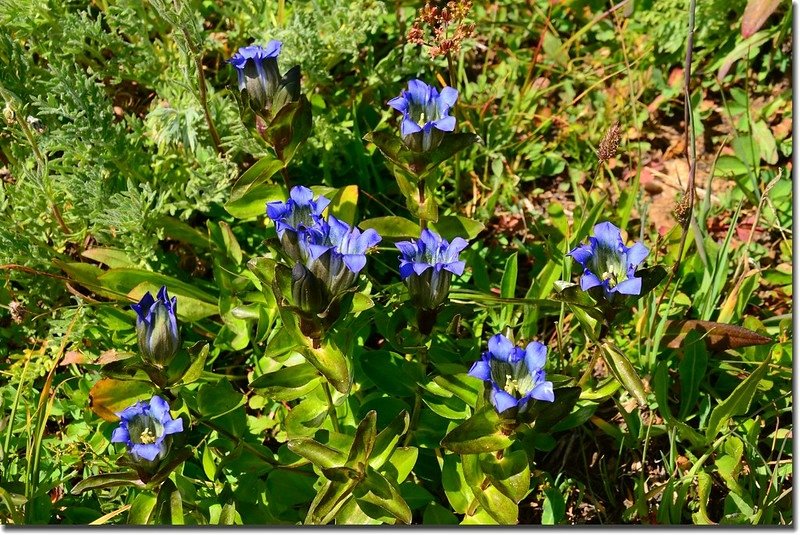 Mountain gentian (2)