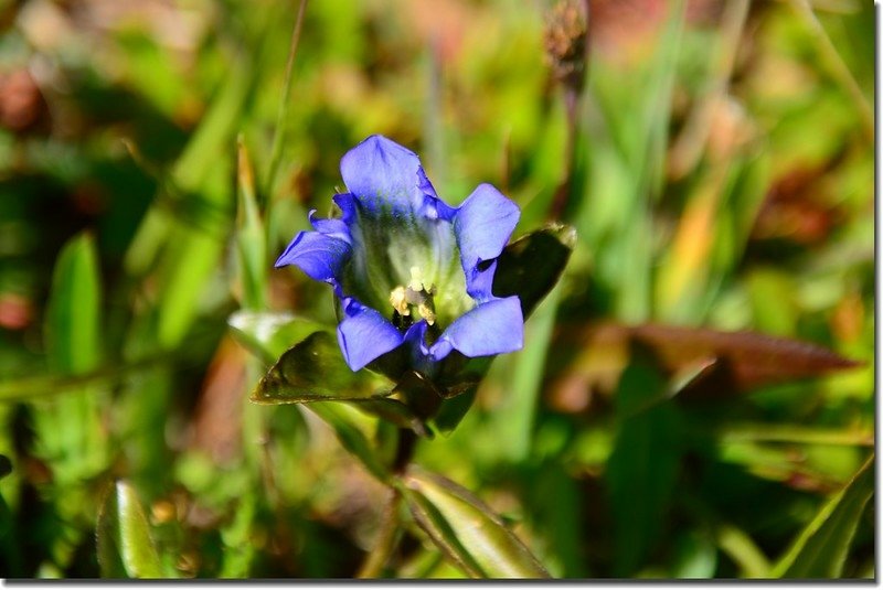 Mountain gentian (1)