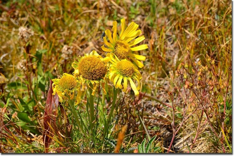 Alpine Sunflower (Old man of the mountain)