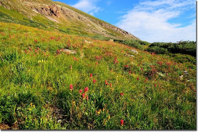 Wildflowers along the trail 1