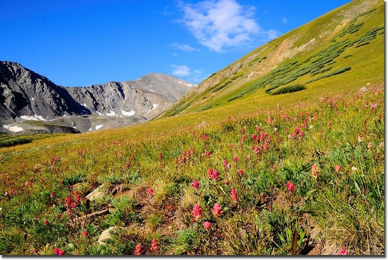 Wildflower with Grays Peak in the distance