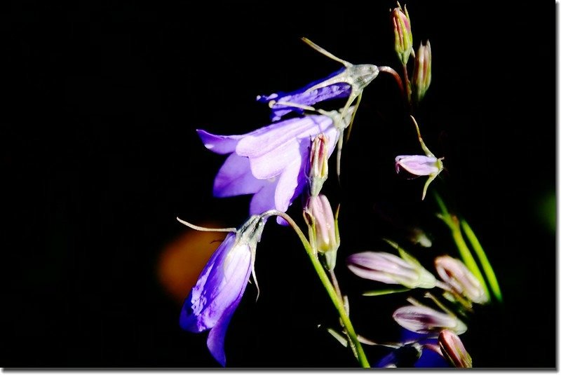 Harebell 1