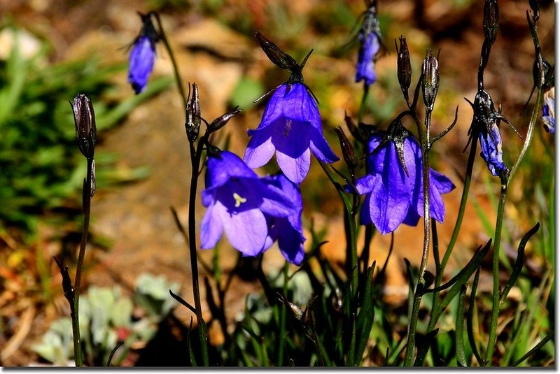 Harebell 2