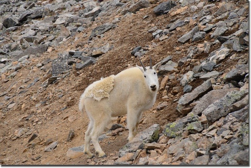 Mountain Goat (1)