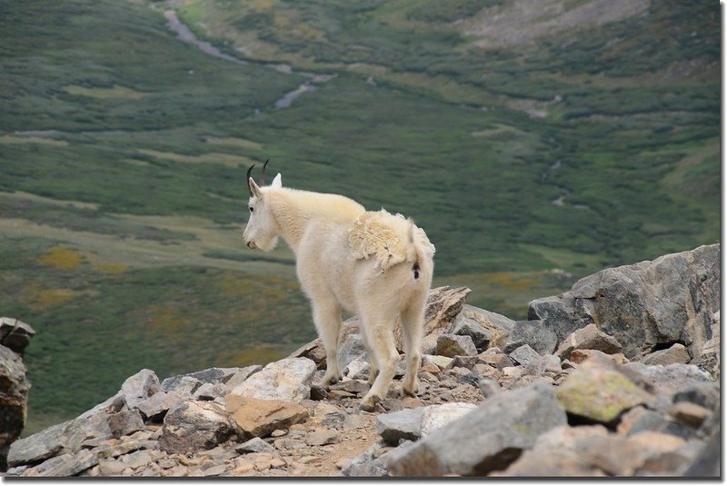 Mountain Goat (2)