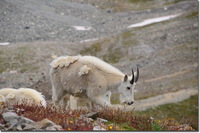 Mountain Goat (3)