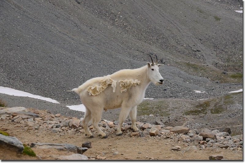 Mountain Goat (4)