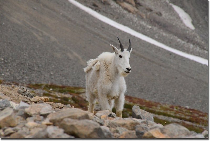 Mountain Goat (5)