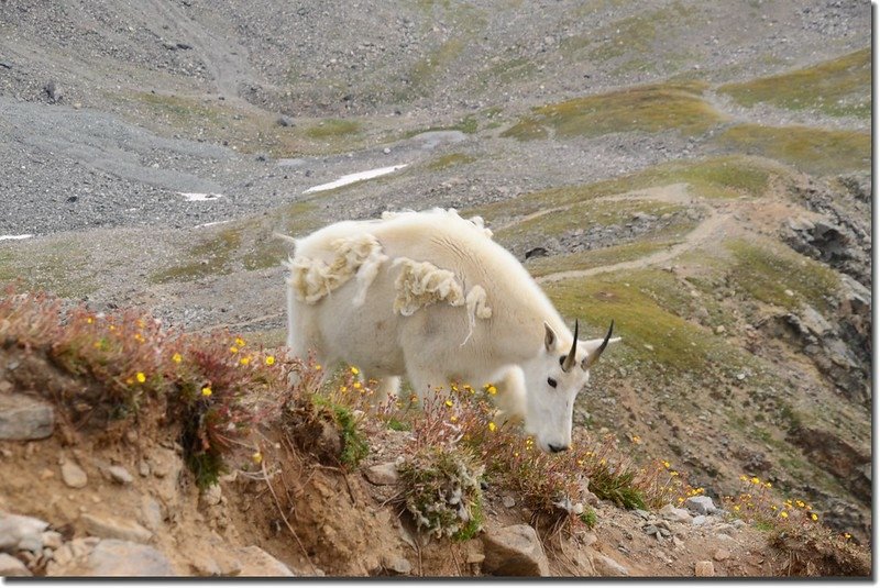 Mountain Goat (7)