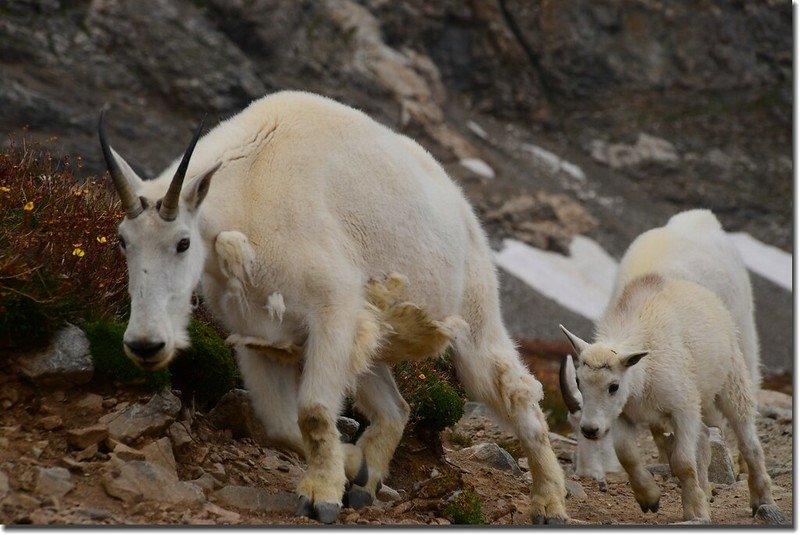 Mountain Goat (6)