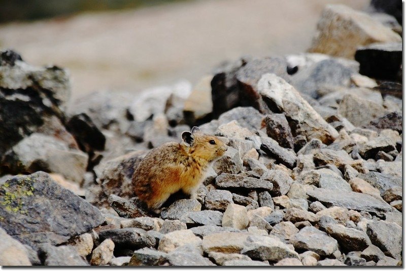 Pika at the trail