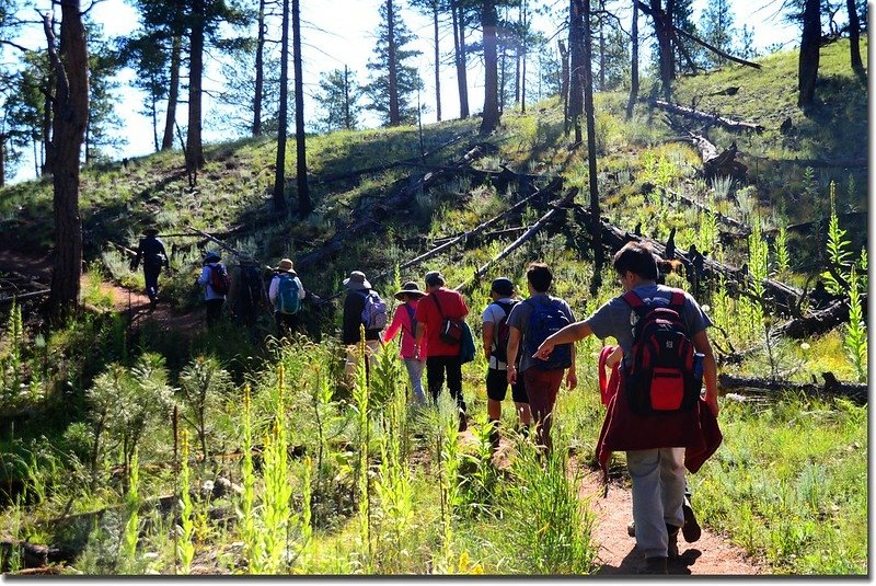 The trail winds its way through the forest, just skirting the Hayman Fire burn scar 3