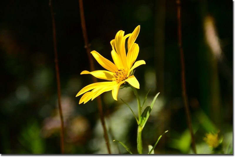 Heart leaved Arnica