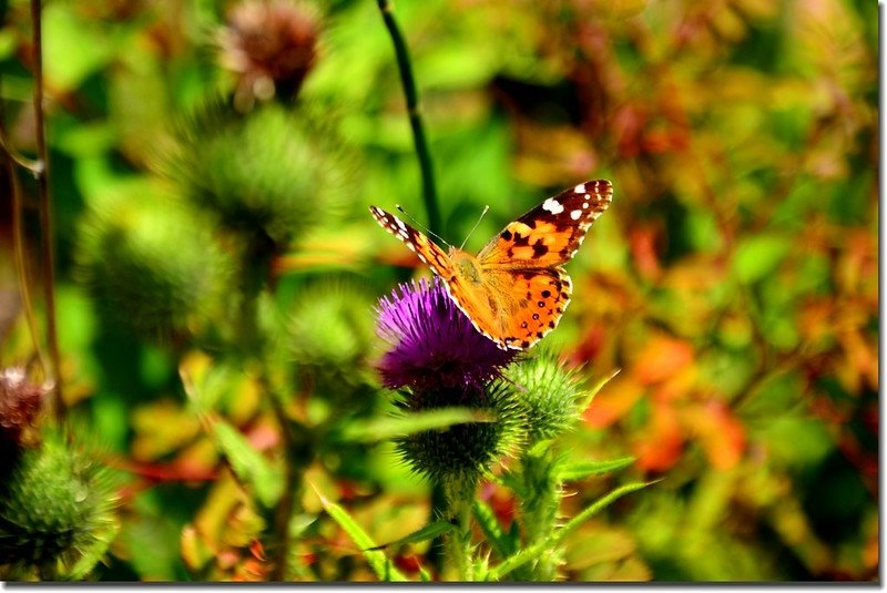 Butterfly and thistle 2