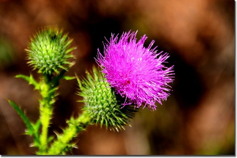 Thistle