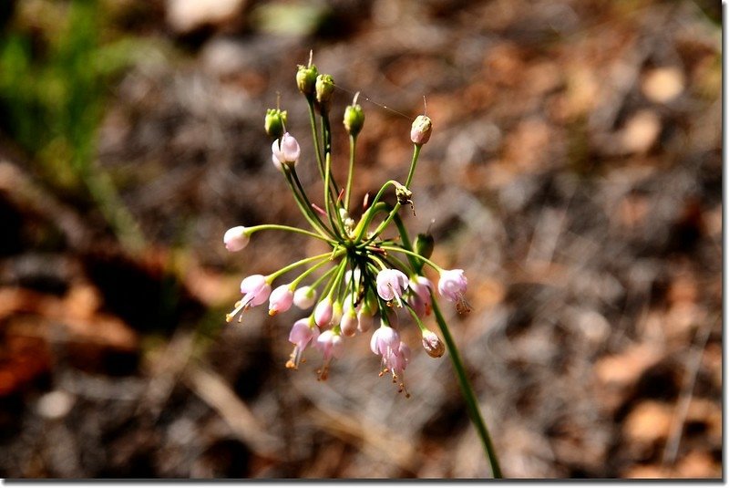 Nodding onions