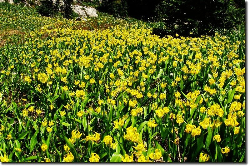 Glacier Lily 1