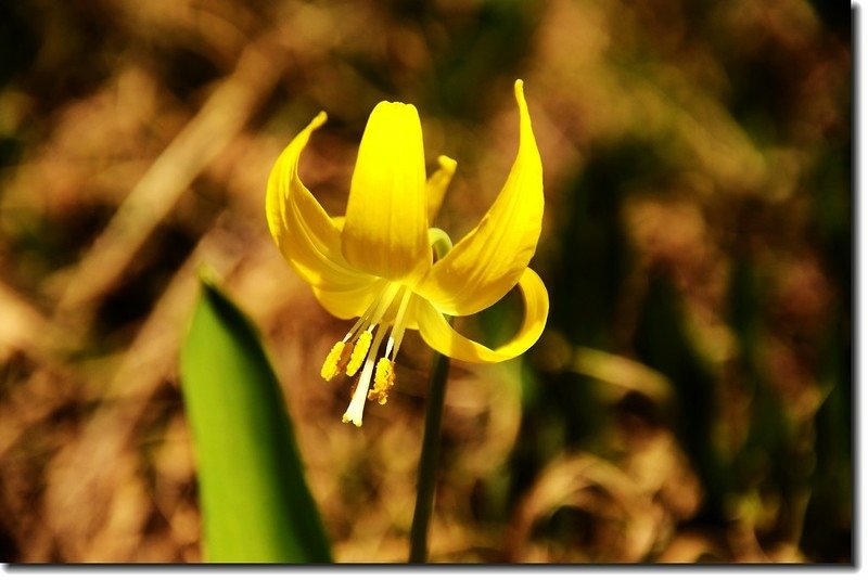 Glacier Lily 2