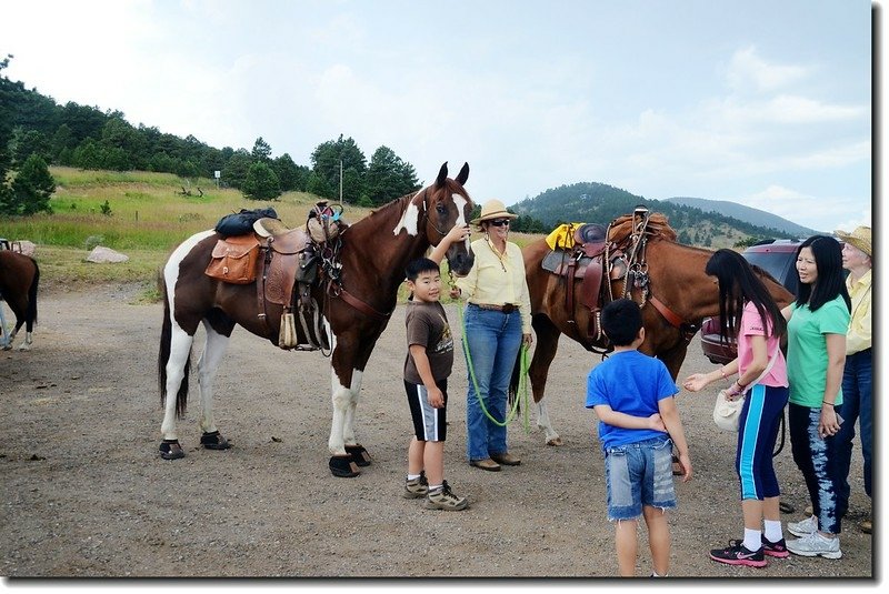 Horse Patting