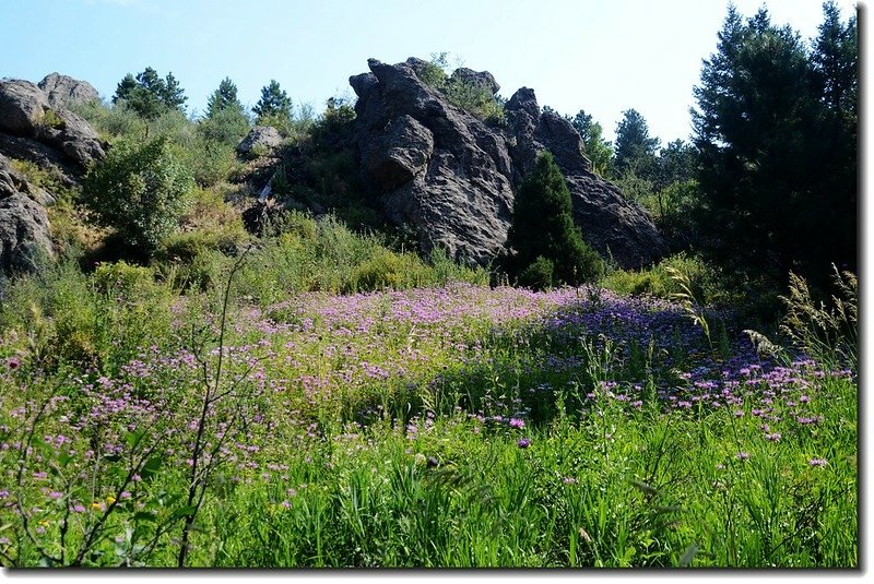 Wildflowers along the trail 2