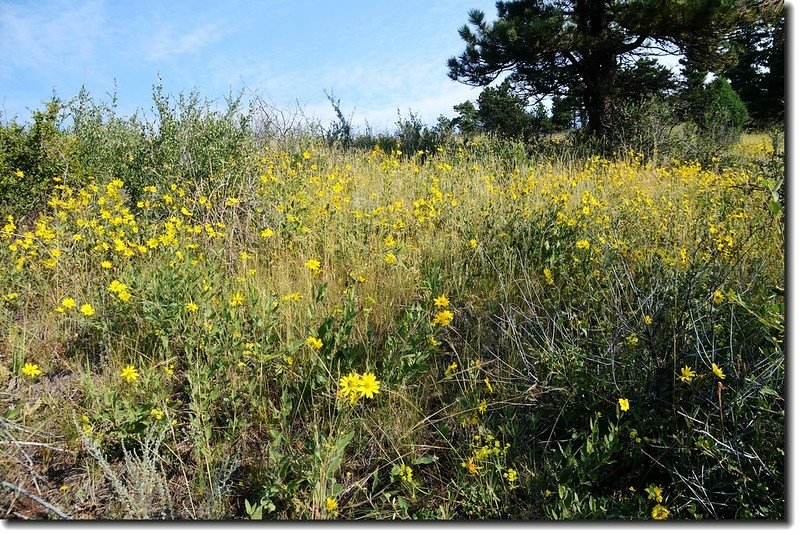 Wildflowers along the trail 1