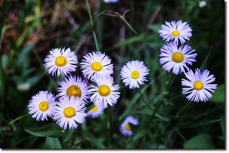 Showy Daisy