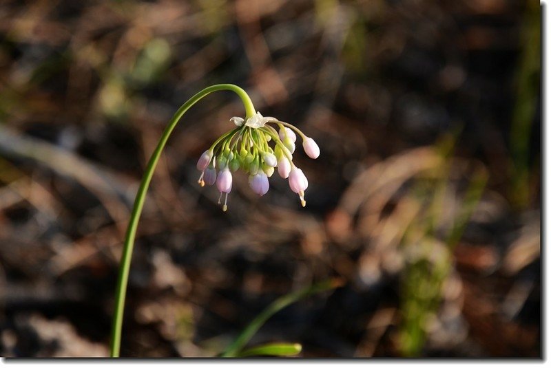 Nodding Onion 3