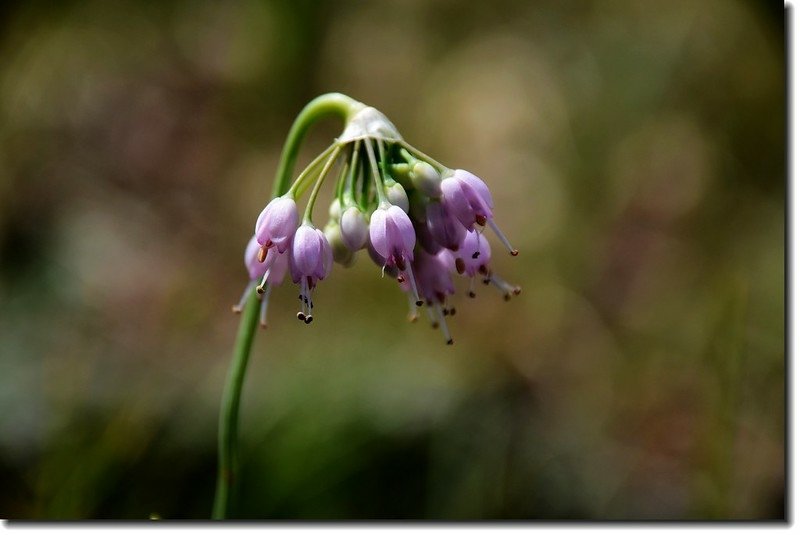 Nodding Onion 1