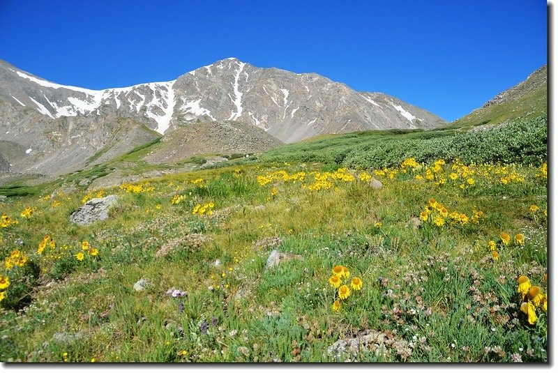 Alpine Sunflower with Torreys Peak in the distance