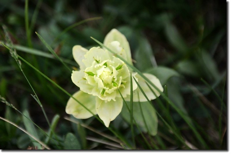 Yellow Paintbrush 1