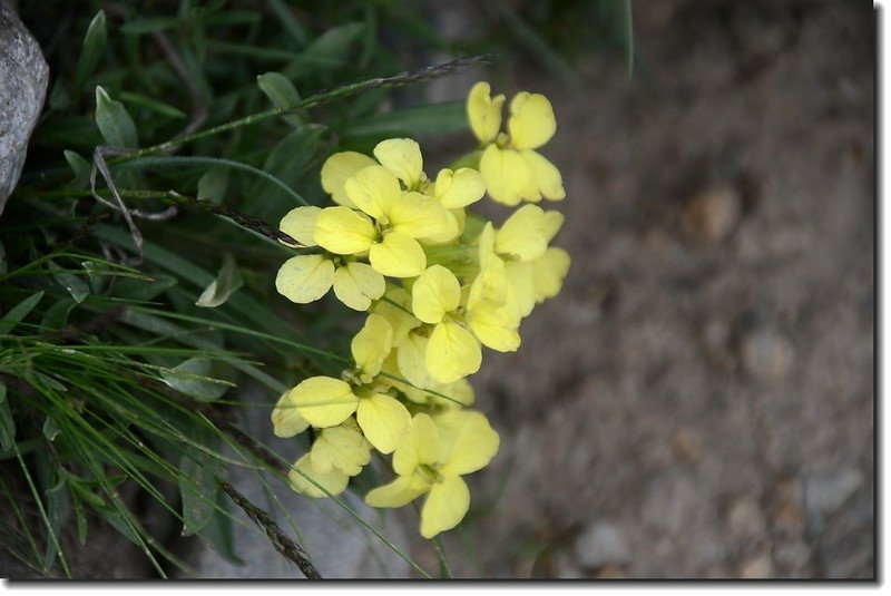 Western Wallflower