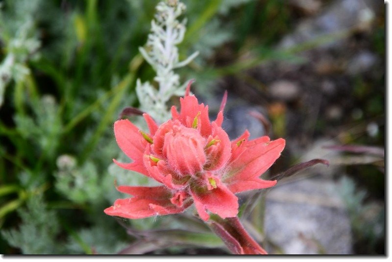 Paintbrush flower 1