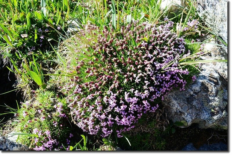 Moss Campion