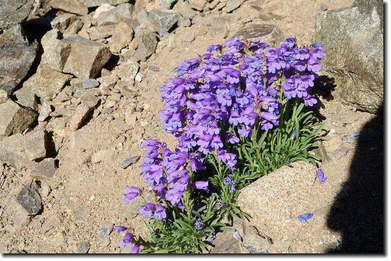 Low Penstemon(Bluemist Penstemon)