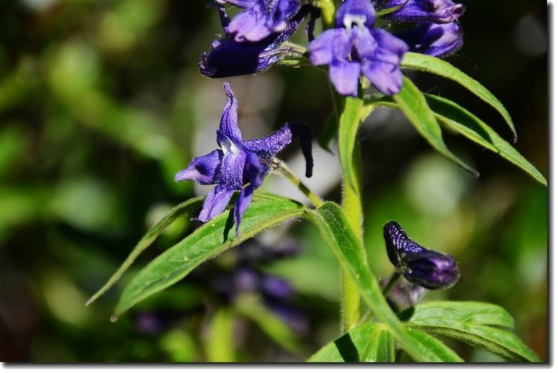 Early larkspur(Nelson Larkspur )