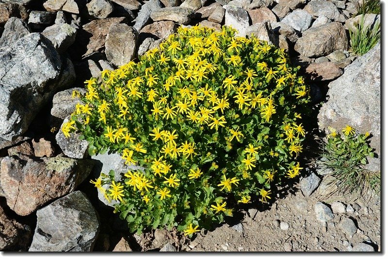 Arrowleaf Ragwort (Senecio)