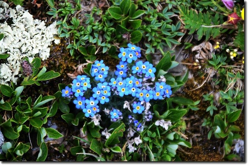 Alpine Forget-me-not