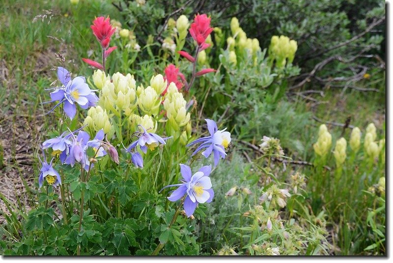 Wildflowers along the trail 20