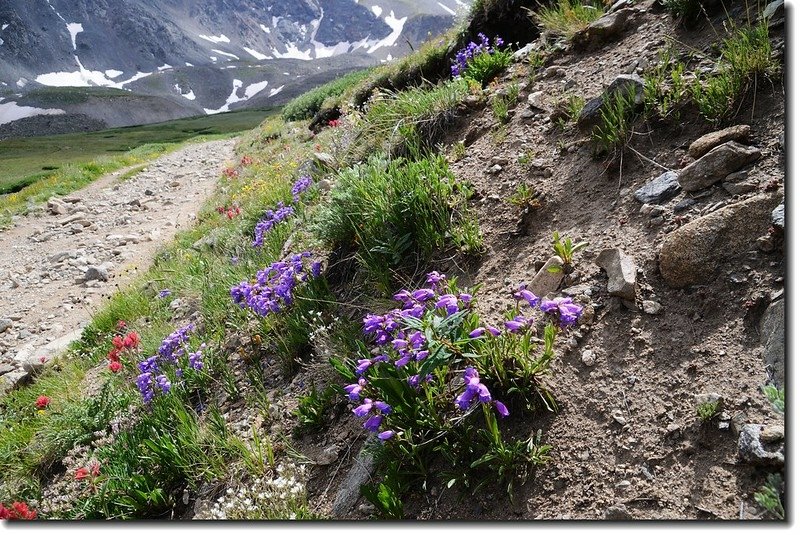 Wildflowers along the trail 18