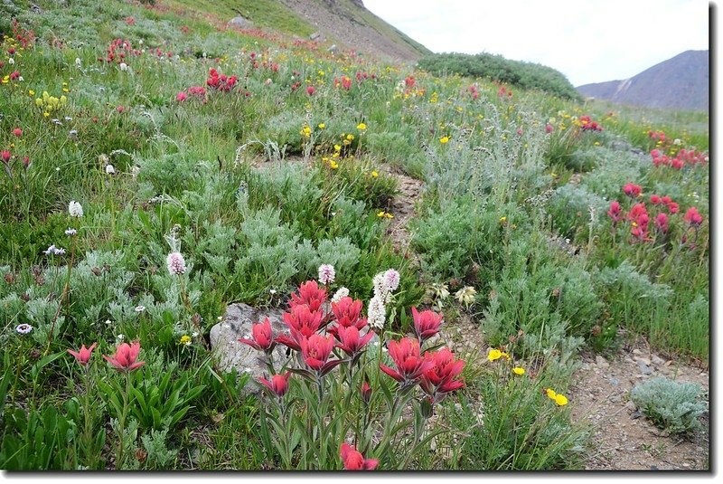 Wildflowers along the trail 17