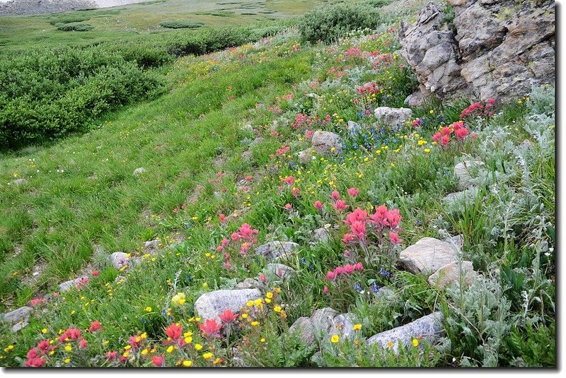 Wildflowers along the trail 16